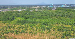 5L trees to be planted in mining areas